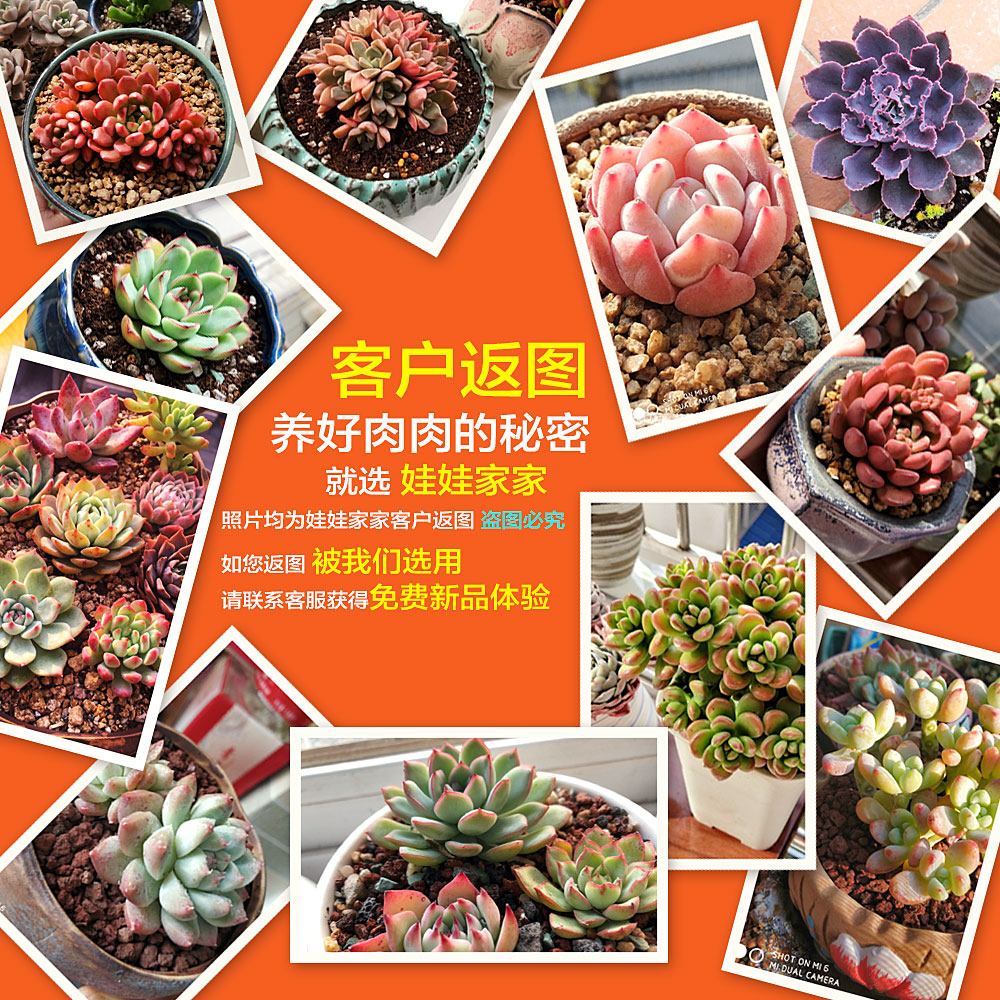 包裝植物膠水