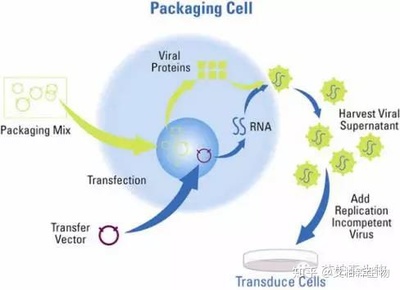 包裝細(xì)胞