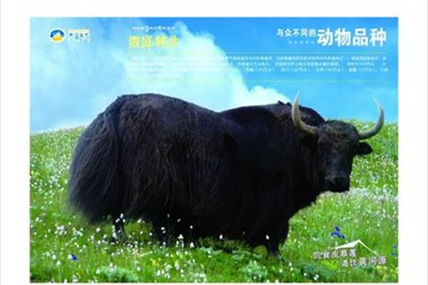 牦牛廣告設(shè)計(jì)