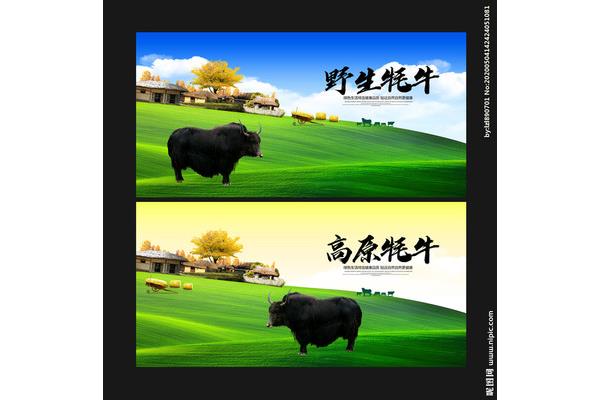 牦牛廣告設(shè)計(jì)